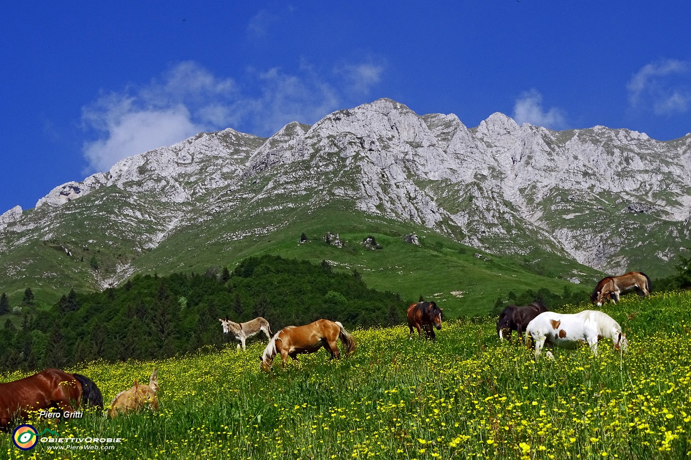 19 Cavalli ed asini al pascolo....JPG -                                